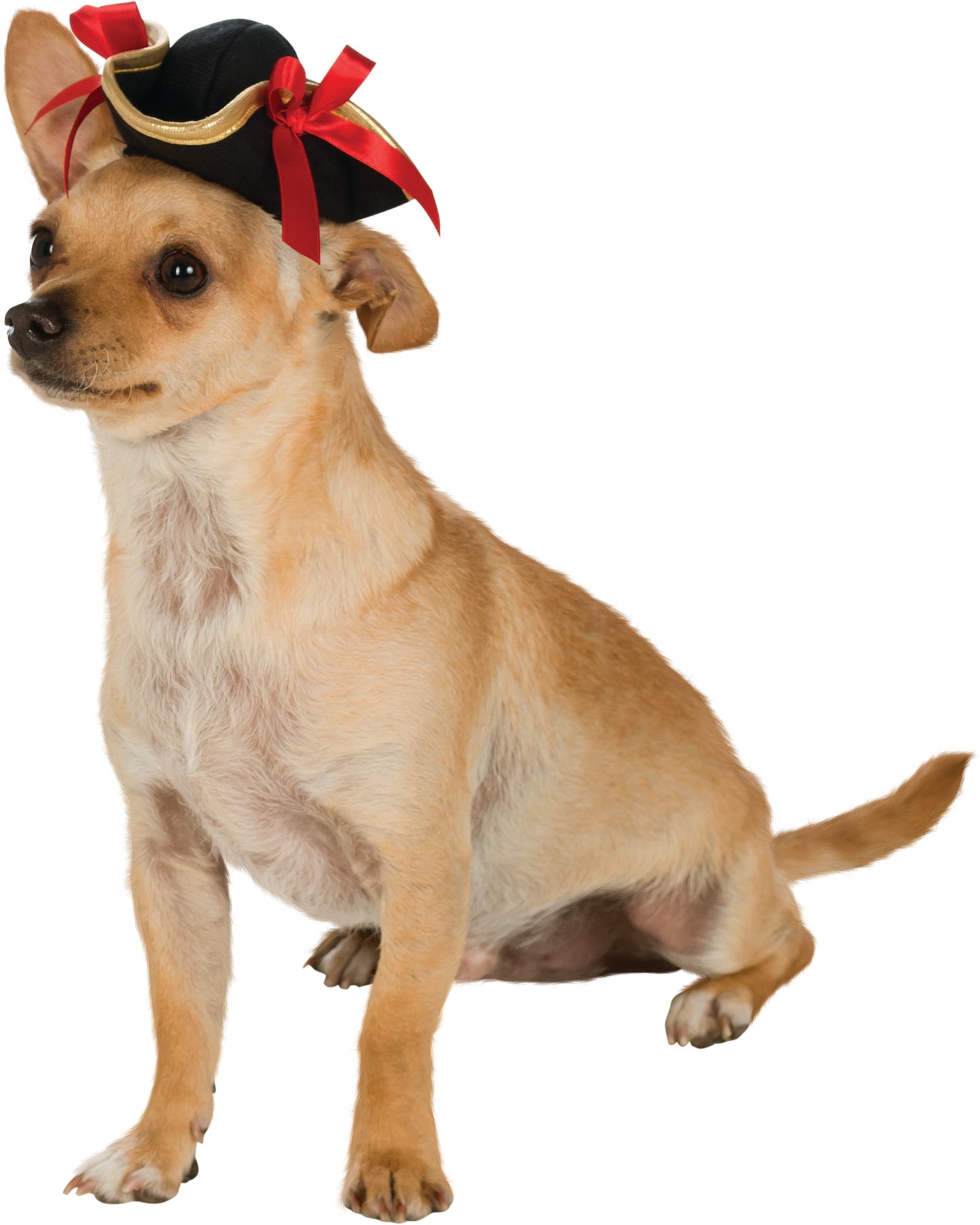 Chapeau pirate pour animal de compagnie - Pet Shop